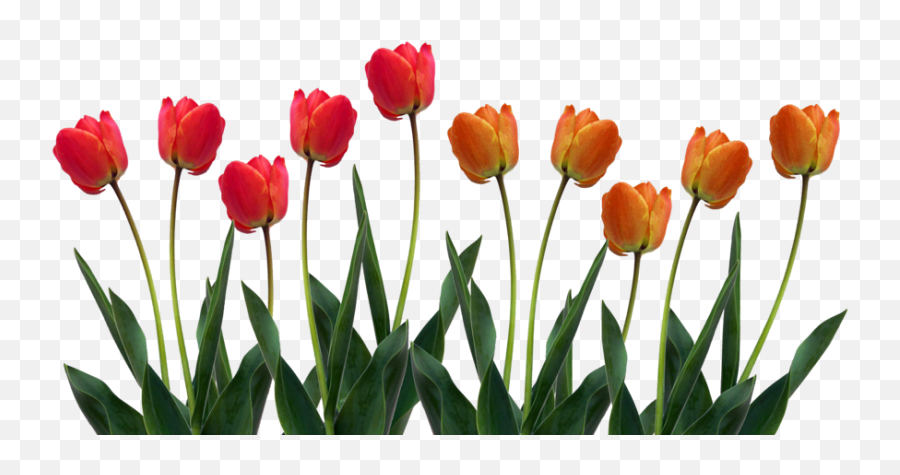 Tulip Clipart 4 - Clipartix Emoji,What Is The New Tulip Shaped Emoji