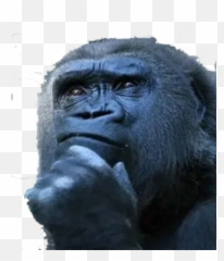 Monkey Sticker Pack - Stickers Cloud Emoji,Gorillas Emotions
