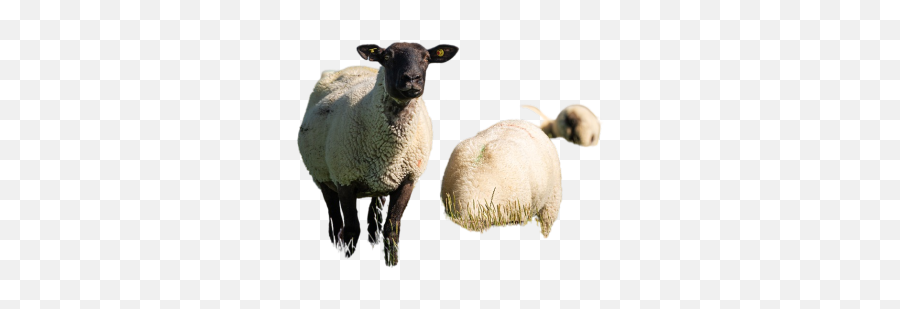 Png Sheeps Png Png Emoji,Alpacka Emoji For Slack Png Sheeps Png Png Emoji,Alpacka Emoji For Slack
