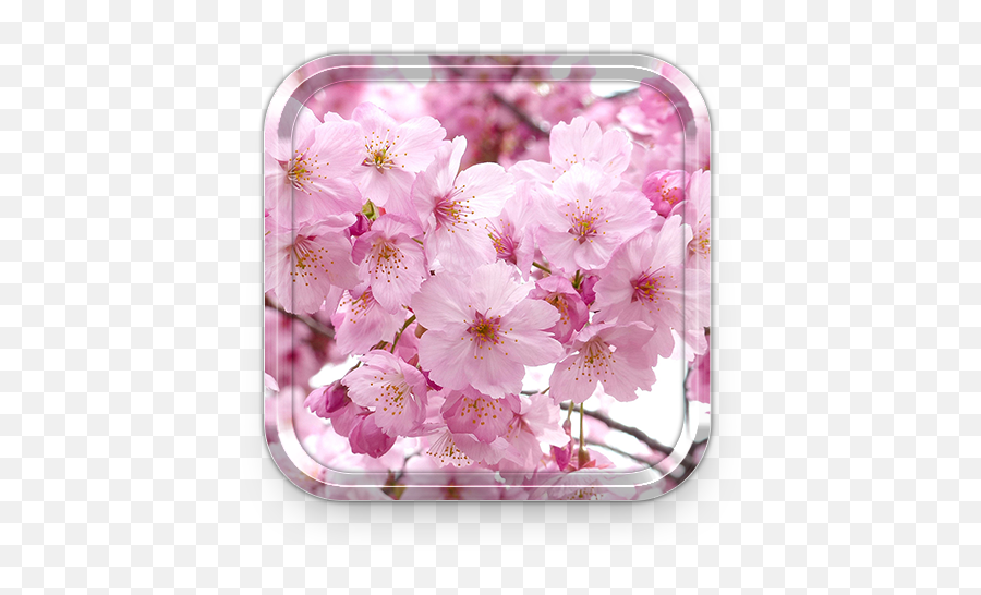 Sakura Live Wallpapers U0026 Cherry Blossom Themes 10 Apk - Cherry Blossom Emoji,Cherry Flower Japan Emoji