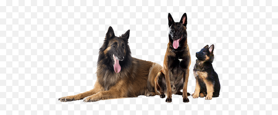 Breed U2013 Natty Dogs - Pastor Belga Emoji,How To Tell German Shepherds Emotions By Their Ears