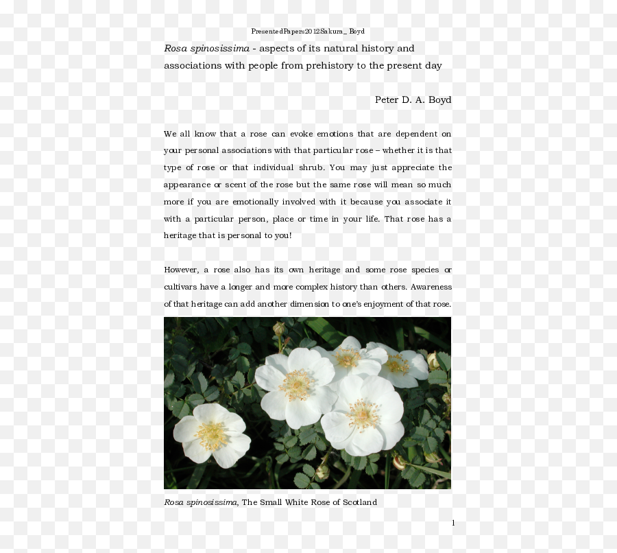 Pdf Rosa Spinosissima - Aspects Of Its Natural History And Emoji,Deep Emotions Roses