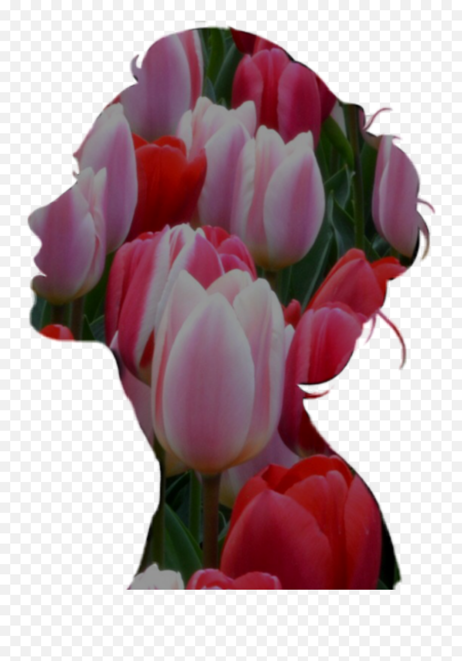 Tulip Sticker Challenge - Still Life Photography Emoji,Cue Flower Emojis