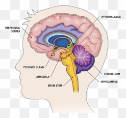 Optimal Arousal - Pat Ivey Emoji,Emotions And Arousal