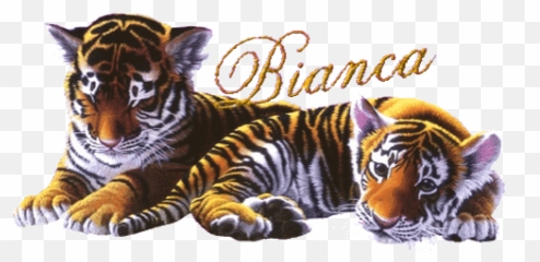 Top Bengal Bully Stickers For Android U0026 Ios Gfycat - Welcome Gif With Tiger Emoji,Chiyo-chichi Emoticons