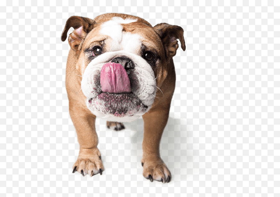 By 620839 On Emaze - Pet Plan Pet Insurance Emoji,English Bulldog Emoji