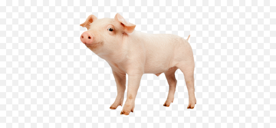 Download Farm Free Png Transparent Image And Clipart - Pig No Background Png Emoji,Pig Emoji Mages Transparent Background