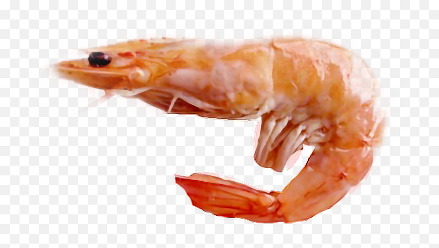 Shrimp Shrimpkuin Sticker - Shrimp Hd Emoji,Emoji Tiger And Shrimp