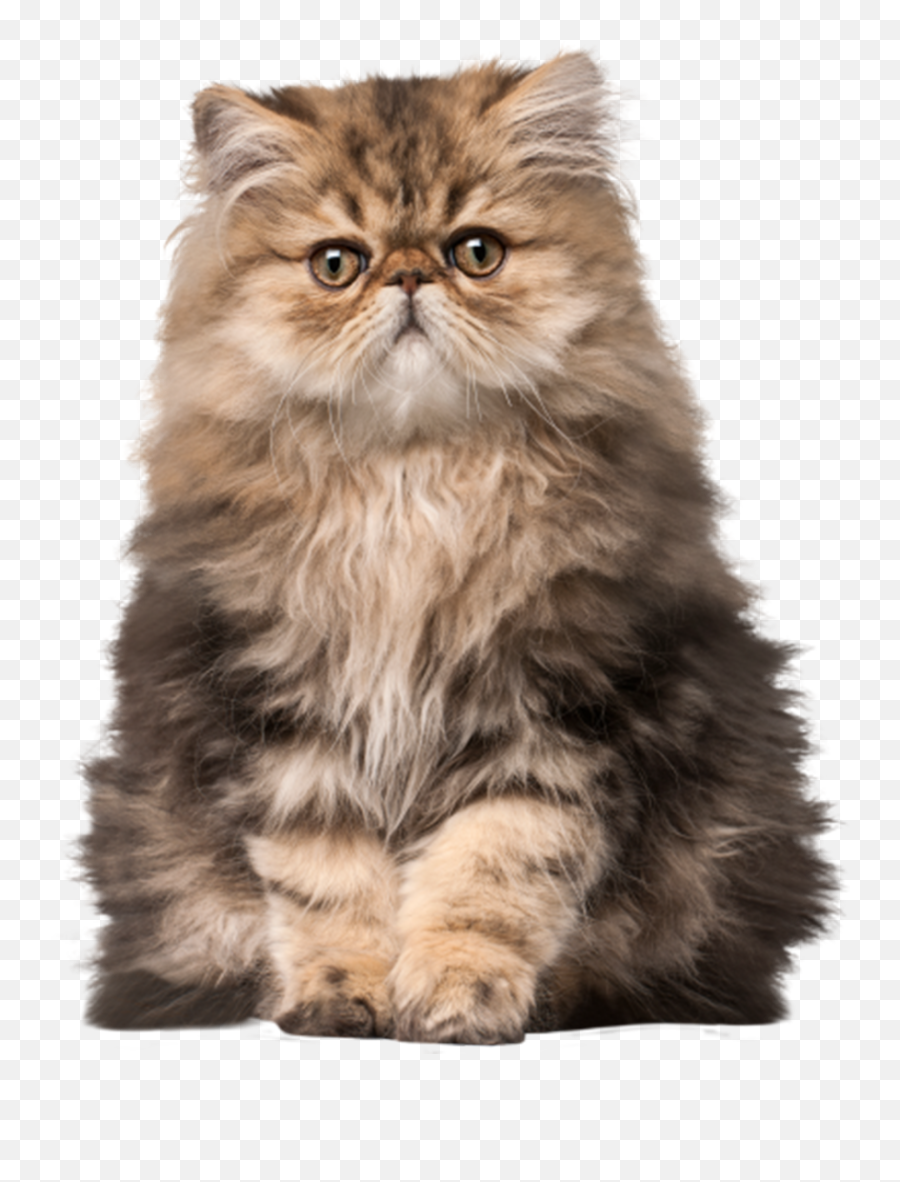 How To - Persian Cat Full Size Emoji,Cats Emotions