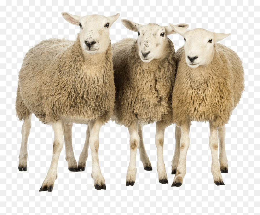 Sheep Png Transparent Images Pictures Photos Png Arts Emoji,Iphone Sheep Emoticon