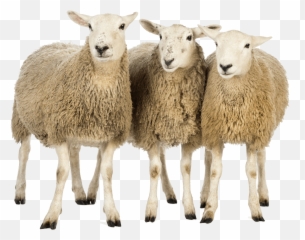 Sheep Png Transparent Images Pictures Photos Png Arts Emoji,Iphone Sheep Emoticon