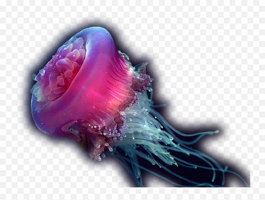 Jellyfish Psd Official Psds Emoji,Jyllfish Emoji