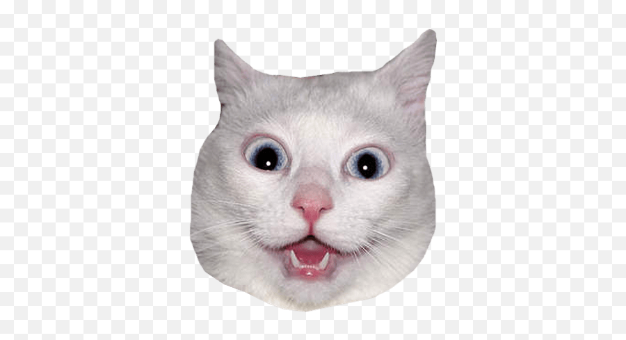 Cute Cat Head Transparent Page 6 - Line17qqcom Cat Head Transparent Emoji,Gray Cat Emoji