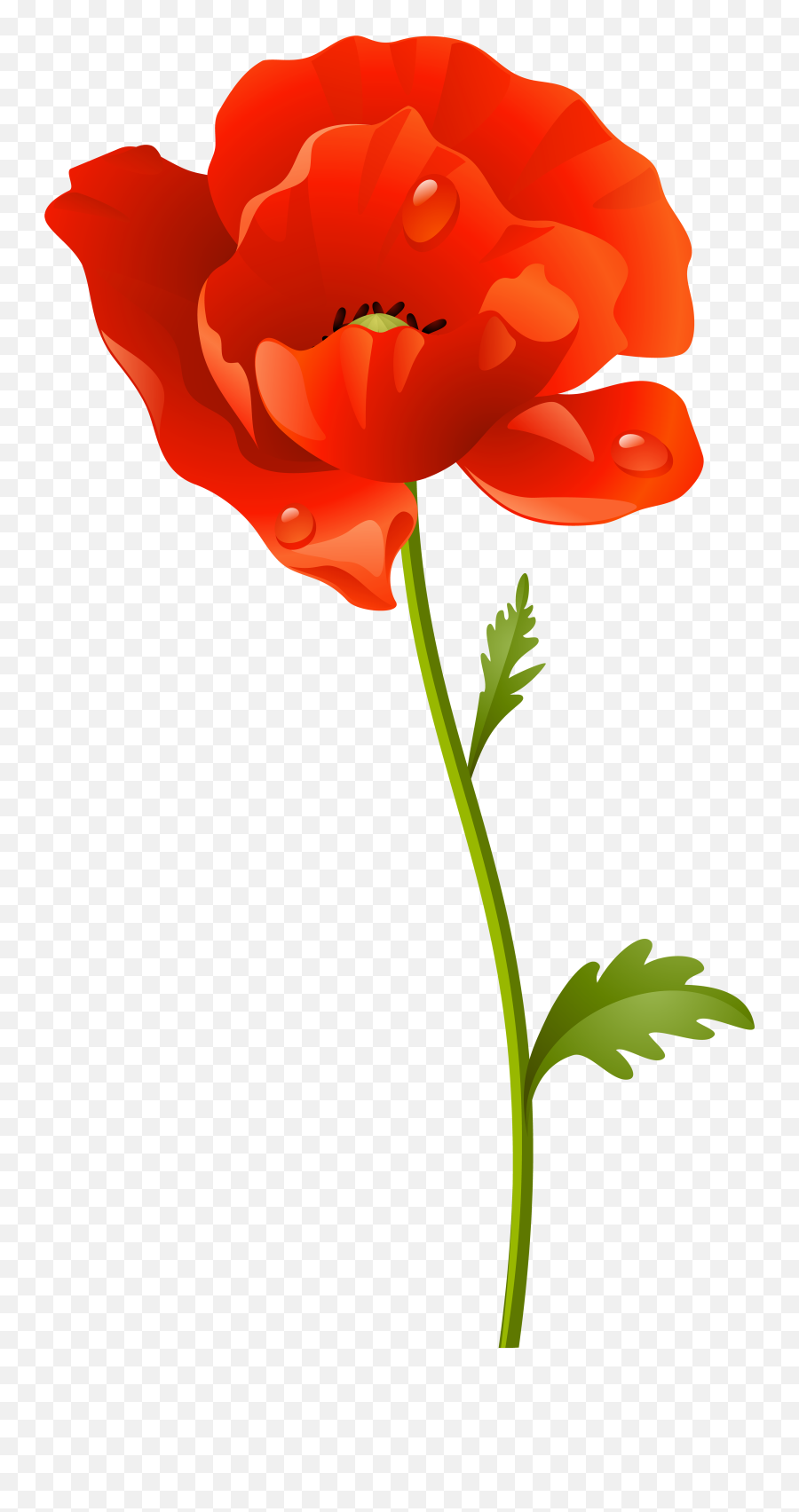 Library Of Red Poppy Floral Clip Frame Free Download Png - Transparent Red Poppy Flower Emoji,Red Flowers Emoji