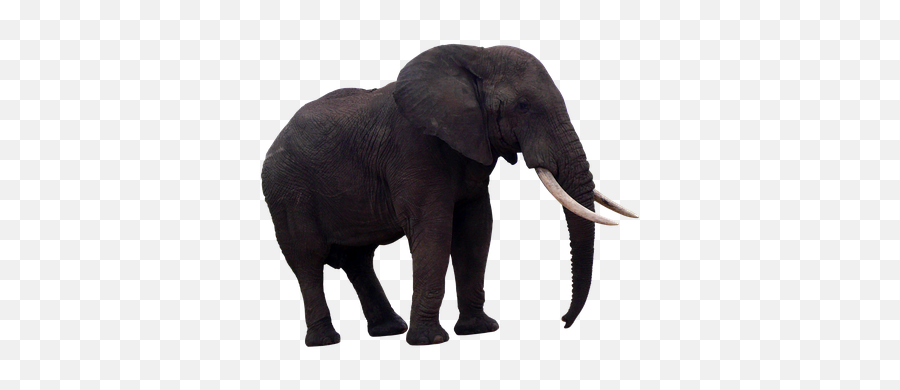 Elephant Ear Elephant Photos - Indian Elephant Emoji,Elephant Touching Dead Elephant Emotion