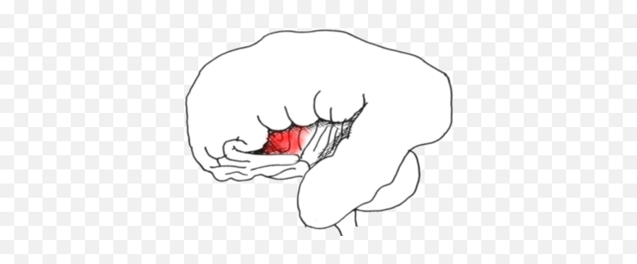 Were Is Depression Located In The Brain - Insula Emoji,Brain Emotion Gif