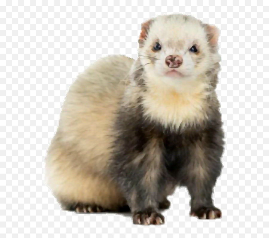 Ferret Ferrets Sticker - Ferret Yellow Emoji,Weasel Emoji