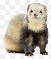Ferret Ferrets Sticker - Ferret Yellow Emoji,Weasel Emoji