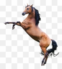 Horse Unicorn Sticker - Horse Rearing No Background Emoji,Horse Emoji App