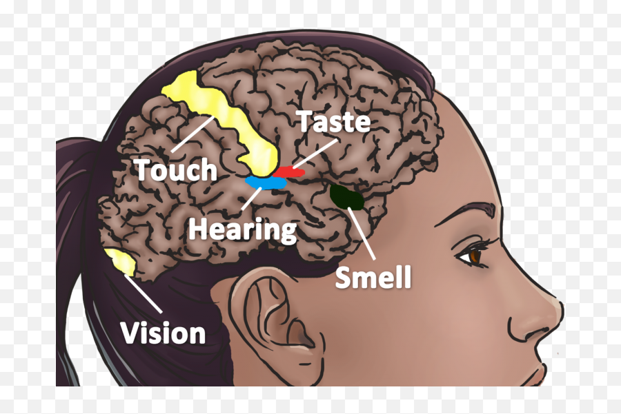 Sight Of Life As A Synesthete - Brain Synesthesia Emoji,Emotion Color Synesthesia