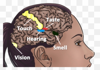 Sight Of Life As A Synesthete - Brain Synesthesia Emoji,Emotion Color Synesthesia