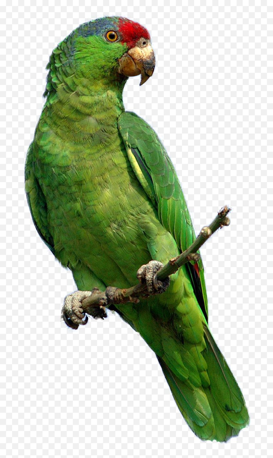 Forest Clipart Parrot Forest Parrot - Birds Emoji,Parakeet Emoji