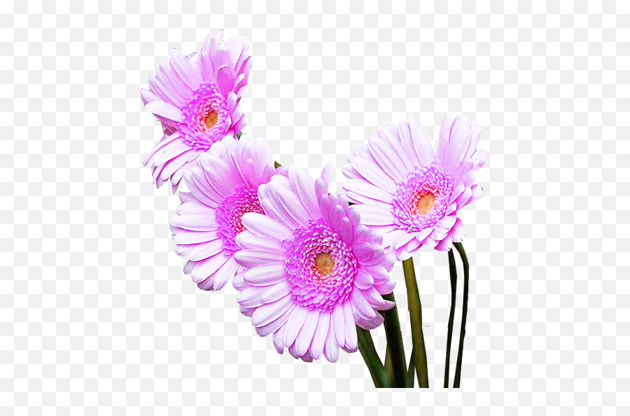 Imagens De Flores E Frutos - Flor De Crisântemo Png Emoji,Emoticons De Bebe Fazendo Biquinho