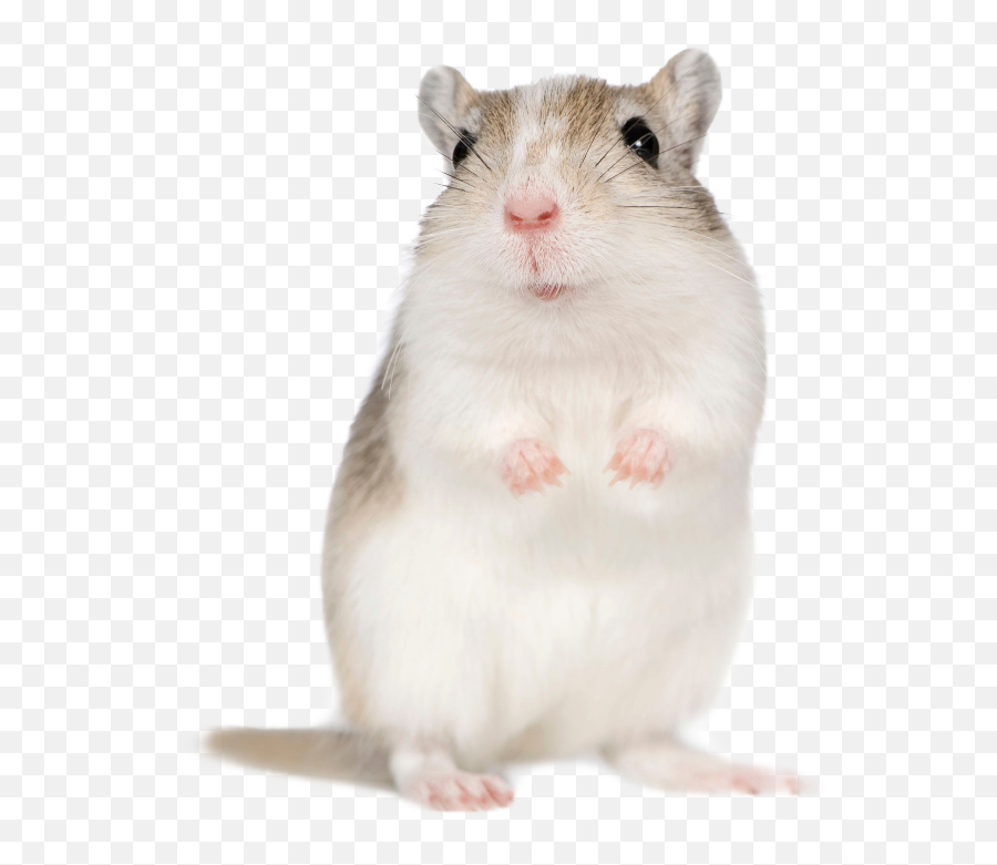 Gerbils - Hamster Emoji,Gerbil Tail Emotions