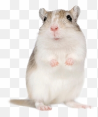 Gerbils - Hamster Emoji,Gerbil Tail Emotions