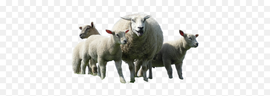 Png Sheeps Png Png Emoji,Alpacka Emoji For Slack Png Sheeps Png Png Emoji,Alpacka Emoji For Slack