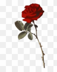 Popular And Trending - Garden Roses Emoji,Amber Rose Emoji