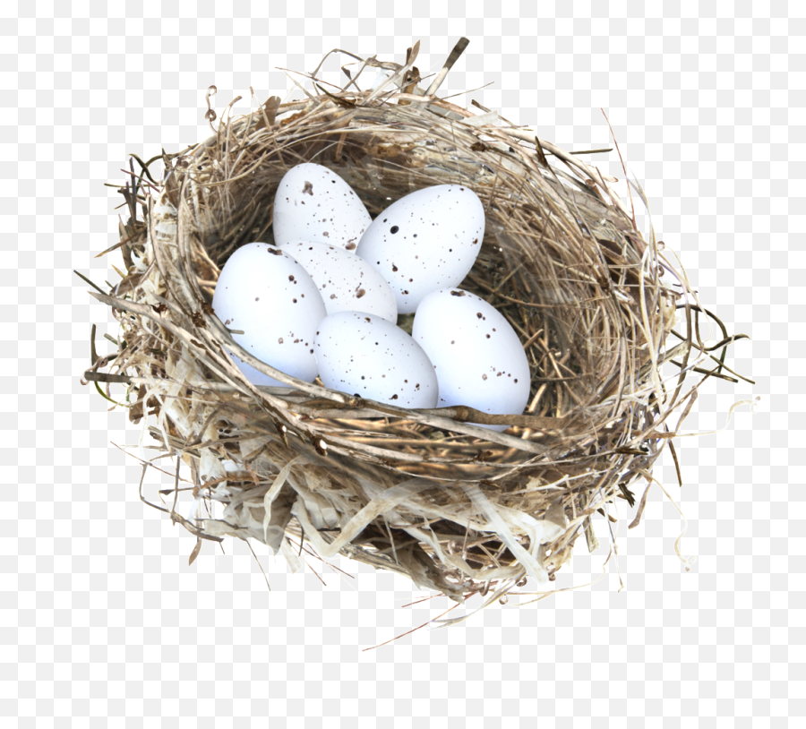 Bird Nest Eggs Egg Sticker By Maria Cristina - Nid Png Emoji,Nest Emoji