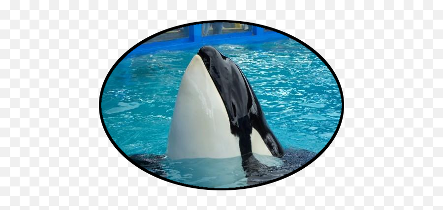 Orca Network - Killer Whale Emoji,Orcas Brain Emotions