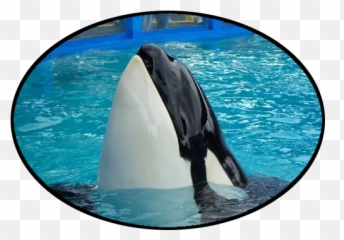 Orca Network - Killer Whale Emoji,Orcas Brain Emotions