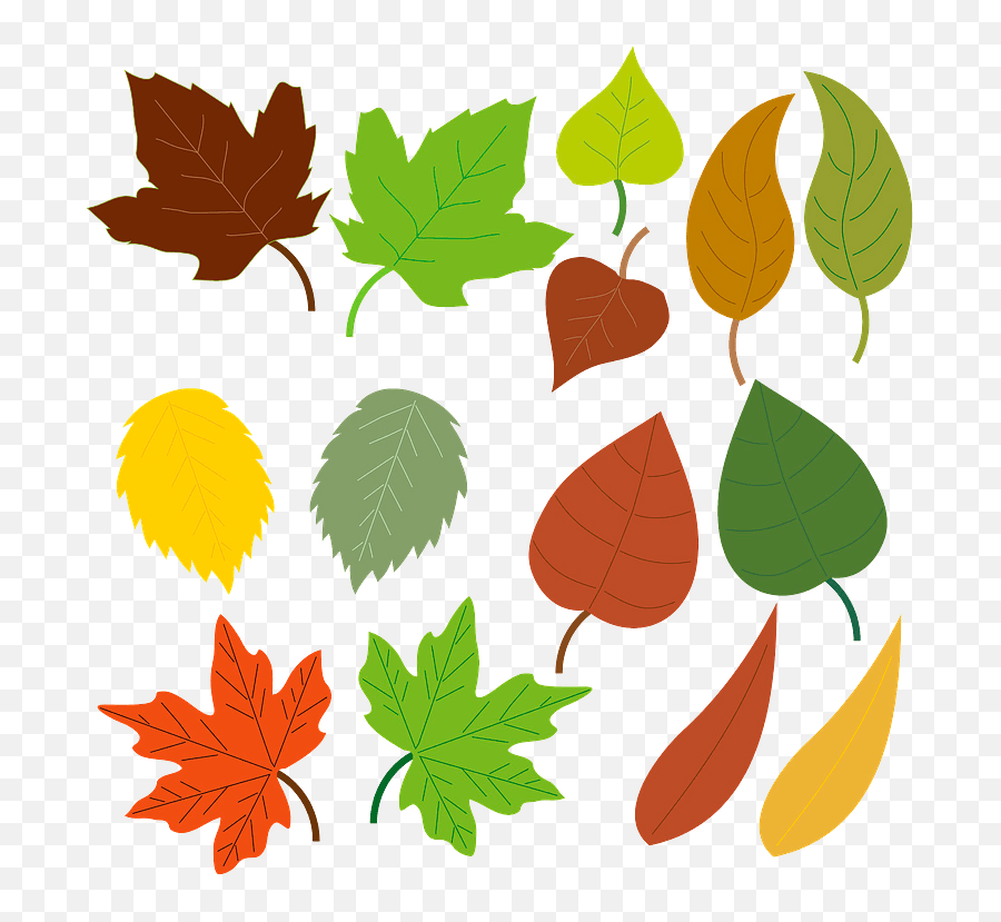 Autumn Leaves Clipart - Different Types Of Leaves Clipart Emoji,Transparent Autumn Emojis