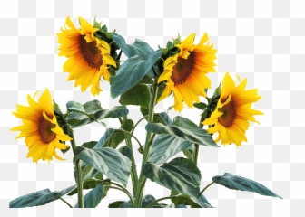 Sunflowers Png - Sunflowers Png Flower Garden Sunflower Thank You Sympathy In Spanish Emoji,Sunflower Emoji