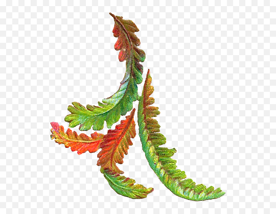 Free Botanical Clip Art - Autumn Leaves Vintage Png Green Leaf Clipart Vintage Emoji,Withered Rose Emoji