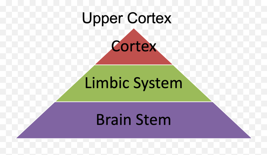 Trauma And The Brain U2014 Boost Counseling - Vertical Emoji,Part Of Brain Emotions