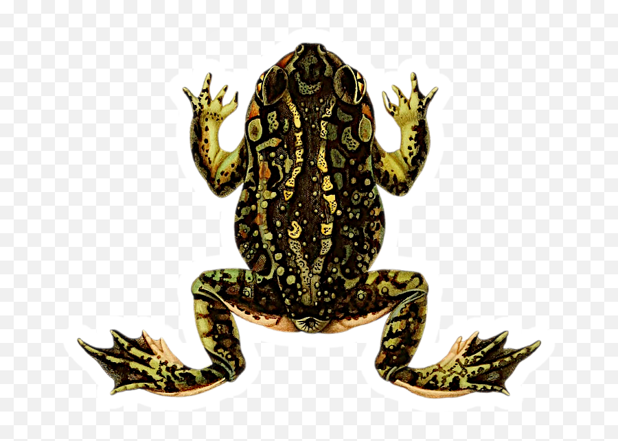 Eastern Spadefoot Toad Sticker - Vintage Frog Png Emoji,Spadefoot Toad Emotion