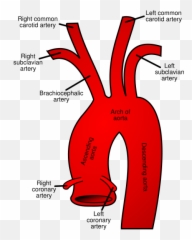 Call Me Kris June 2010 - Arch Of Aorta Branches Emoji,Biaxial Theory Of Emotions