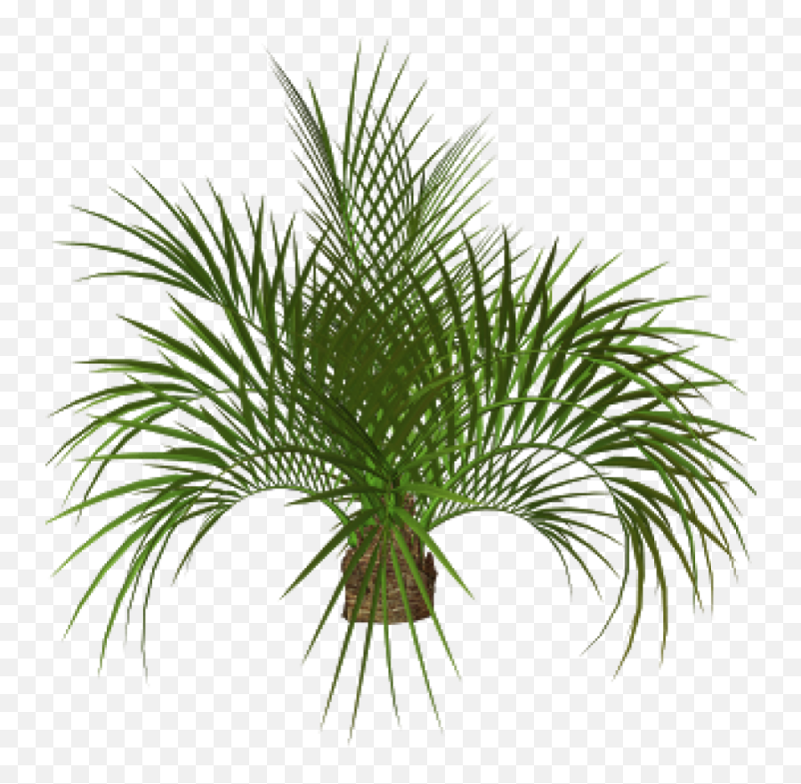 Download Palm Tree Plan Png - Palm Tree Png Full Size Png Emoji,Pear Emoji Transparent Background