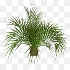 Download Palm Tree Plan Png - Palm Tree Png Full Size Png Emoji,Pear Emoji Transparent Background