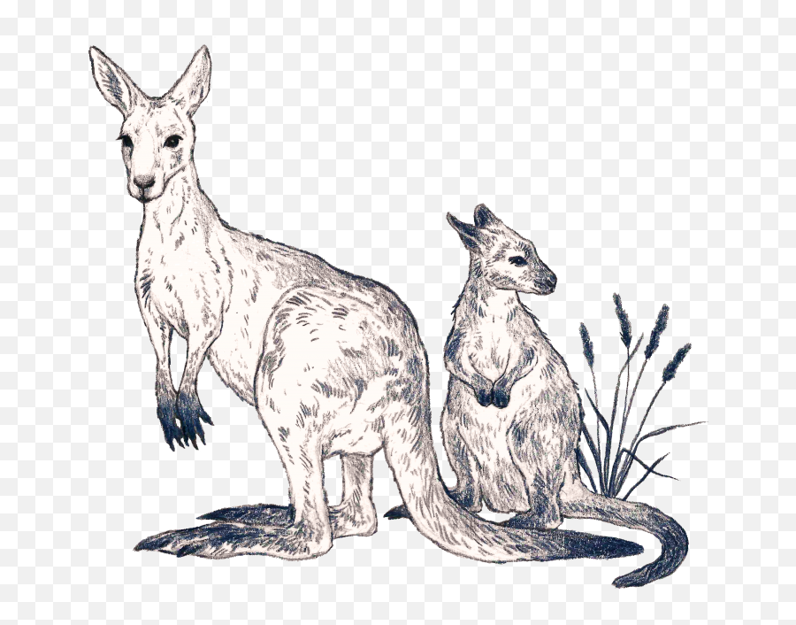 Kangaroos - Kindness Project Emoji,Ferocity Of Emotions Kangaroos - Kindness Project Emoji,Ferocity Of Emotions