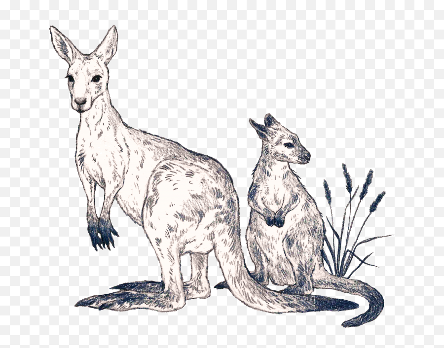 Kangaroos - Kindness Project Emoji,Ferocity Of Emotions