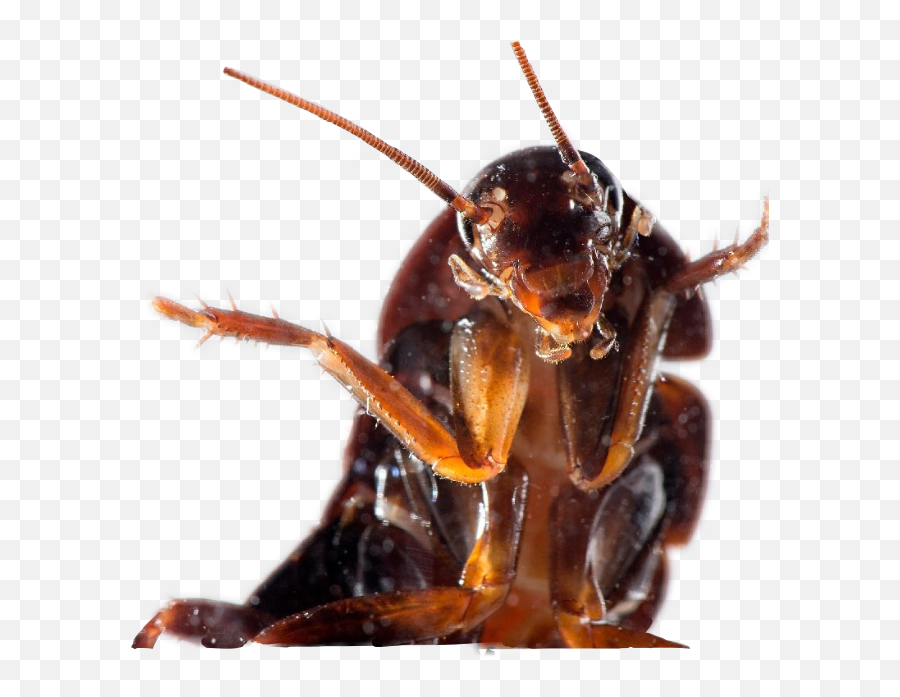 Vietnamese Congian 3d Cockroach Hello - Cockroach 4k Emoji,Cockroach Emoji