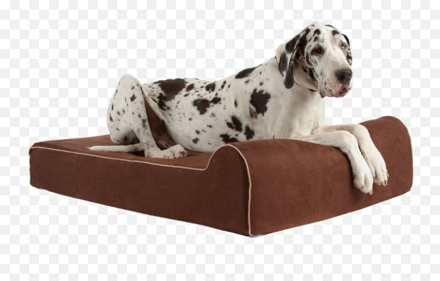 Extra Large Dog Beds Dog Beds For Big Dogs Bully Beds - Dog Bed Emoji,Bbc Dogs Emotions