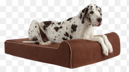Extra Large Dog Beds Dog Beds For Big Dogs Bully Beds - Dog Bed Emoji,Bbc Dogs Emotions