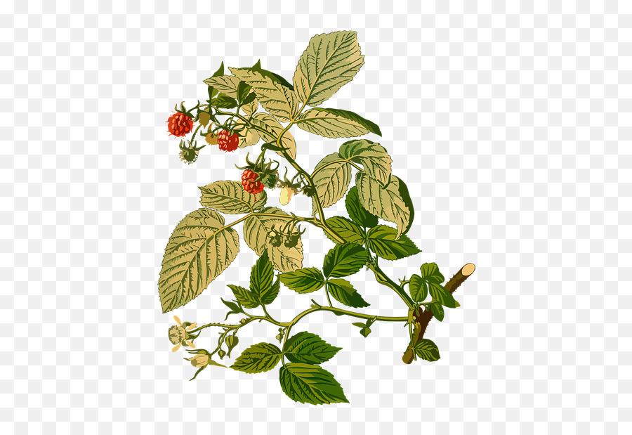 Free Photo Cute Fruit Kawaii Red Raspberries Raspberry Sweet - Rubus Idaeus Emoji,Raspberry Emoji