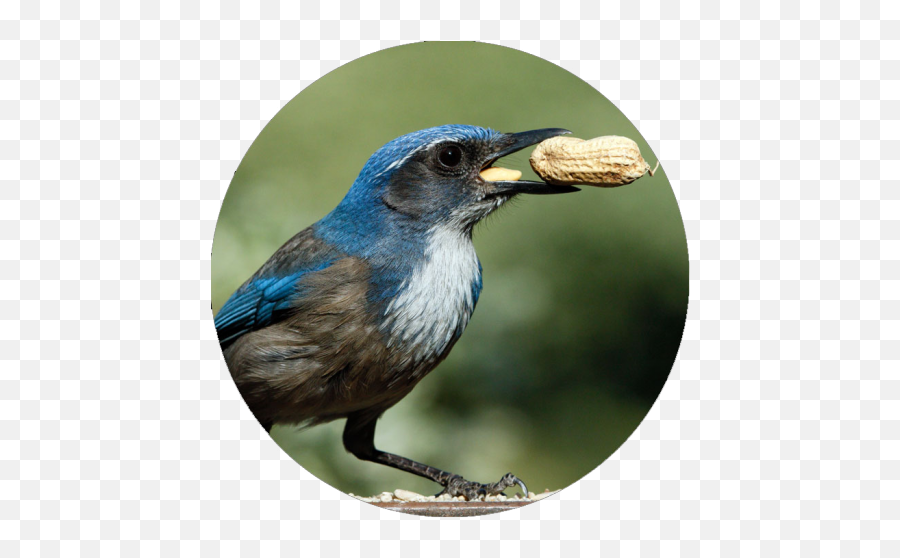 Where Is That Bird Going With That Seed Itu0027s Caching Food - Bird Food Emoji,Bird Emoticon Thanks