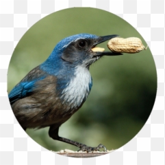 Where Is That Bird Going With That Seed Itu0027s Caching Food - Bird Food Emoji,Bird Emoticon Thanks